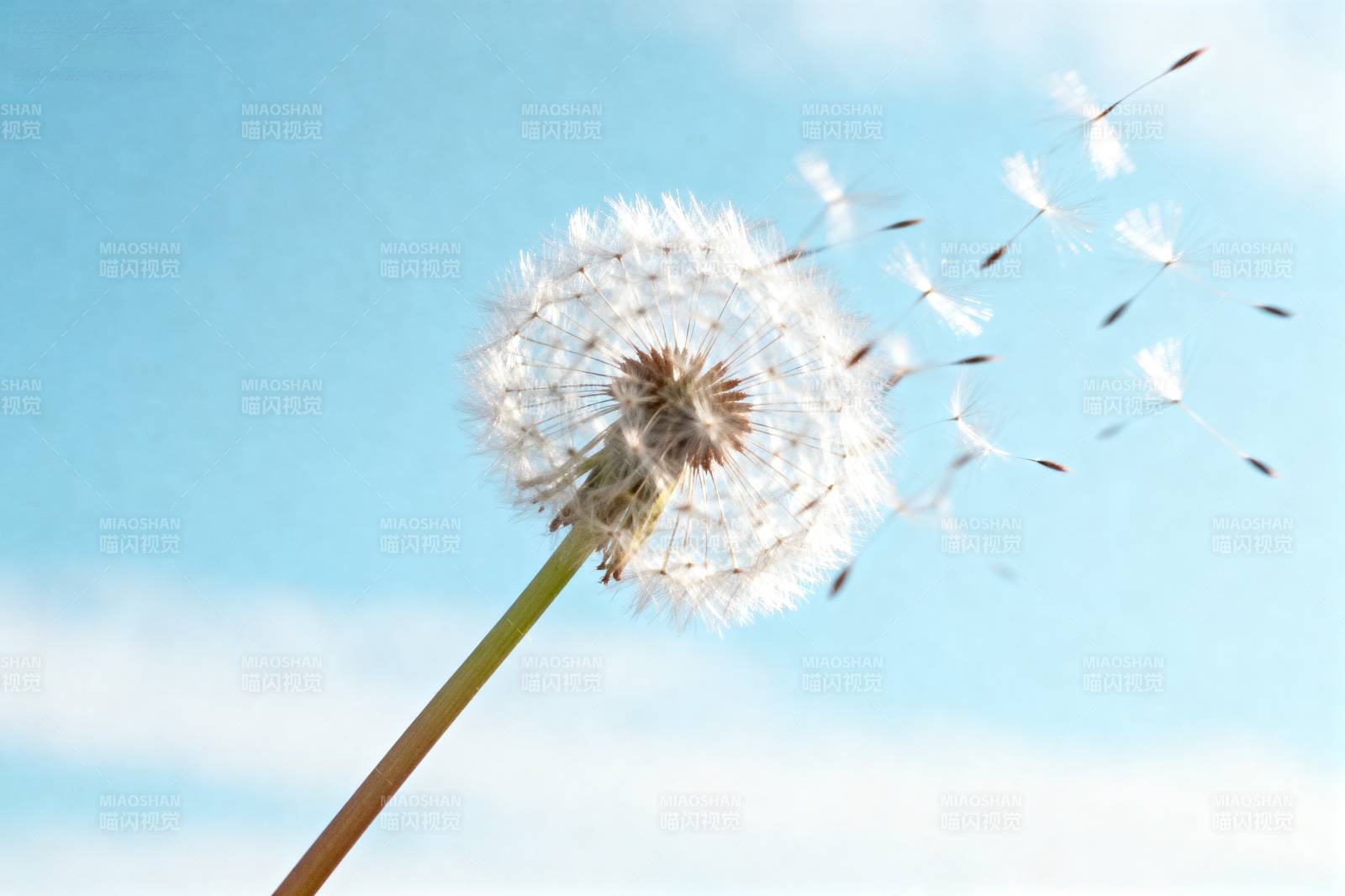 蒲公英随风飘散图片
