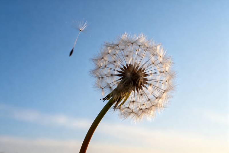 蒲公英随风飘散图片