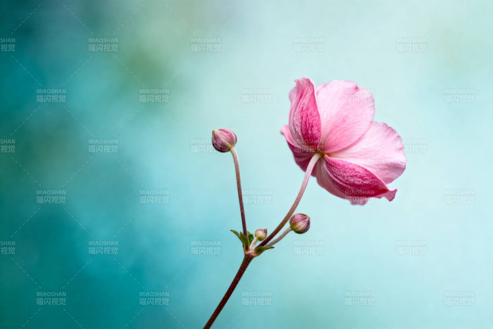 粉花绽放 春意盎然图片