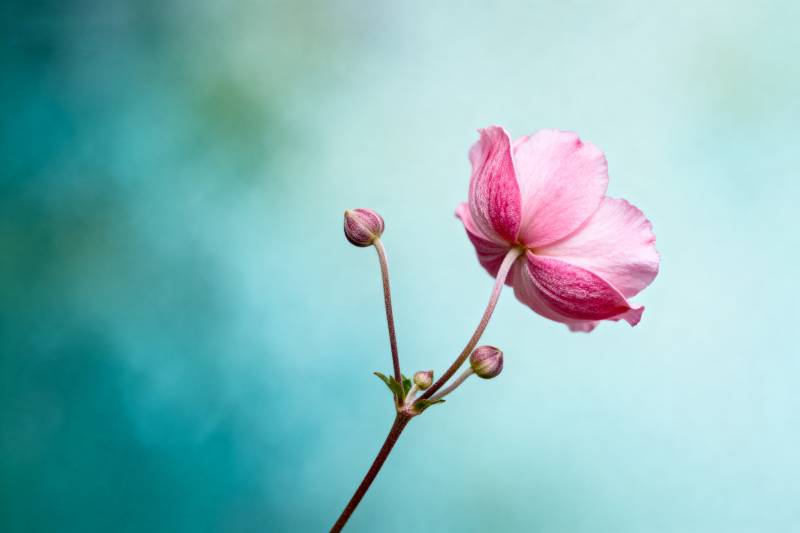 粉花绽放 春意盎然图片