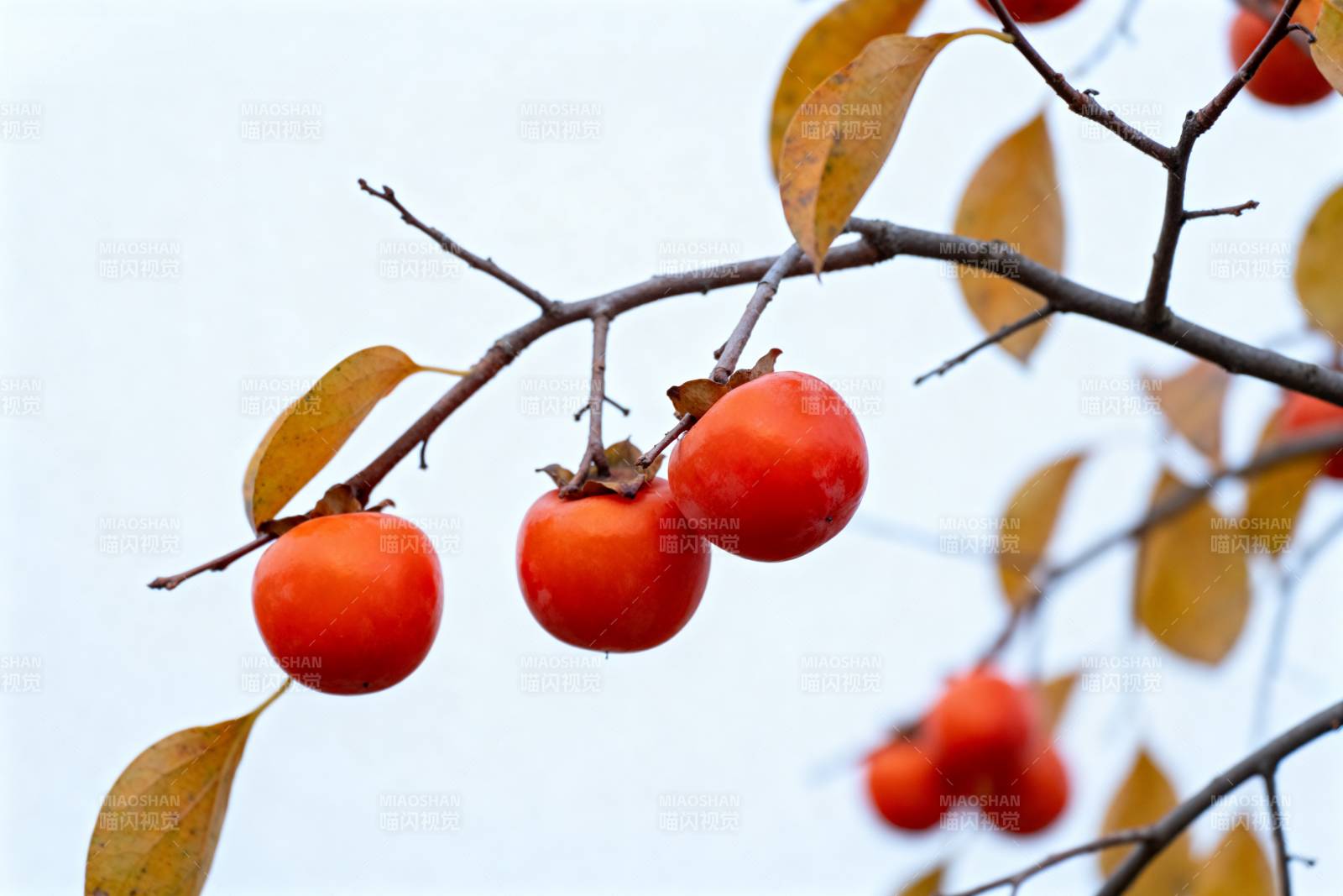 柿子挂枝头图片
