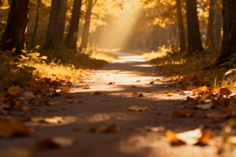 秋林小径光影图片