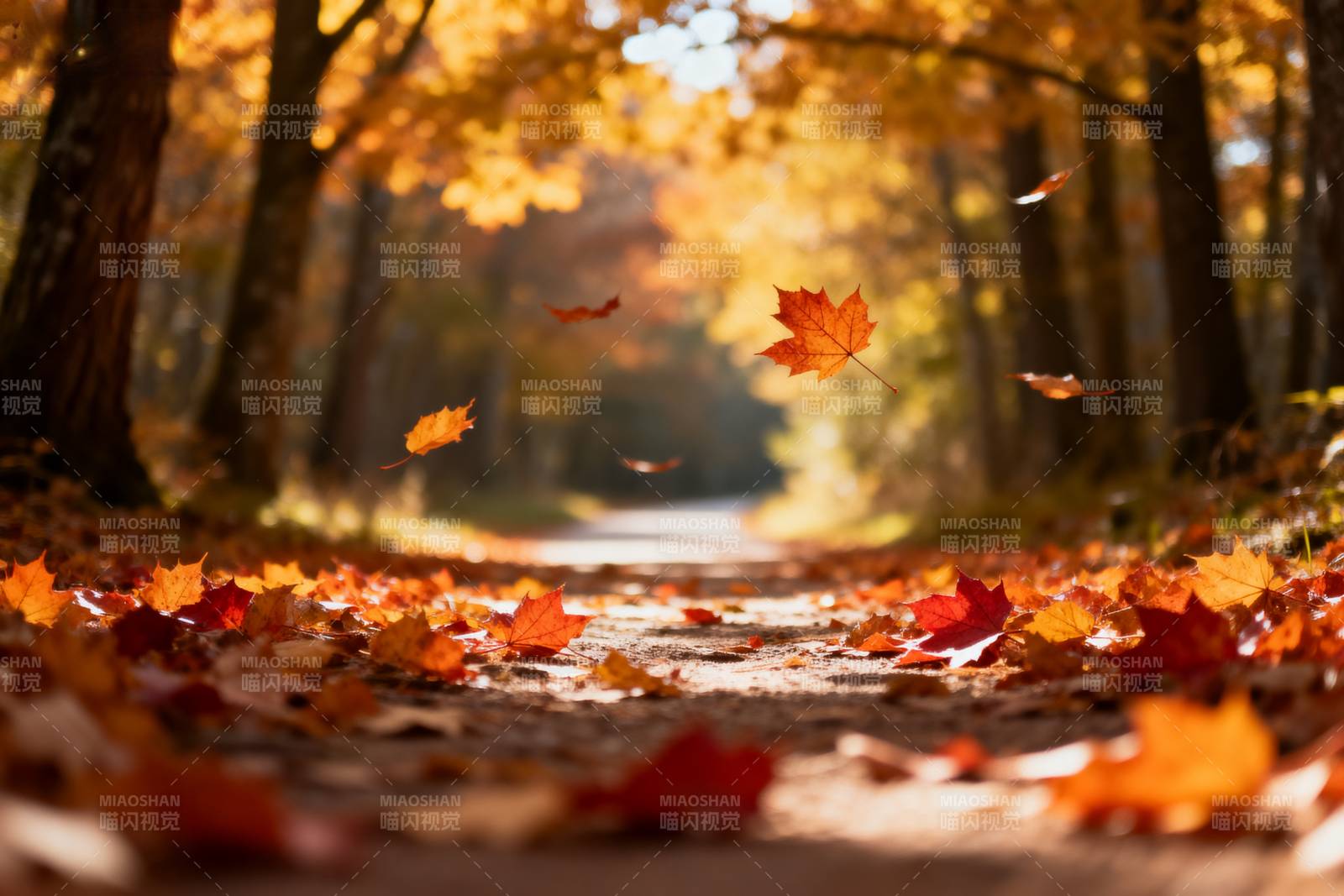 秋叶飘落小径图片