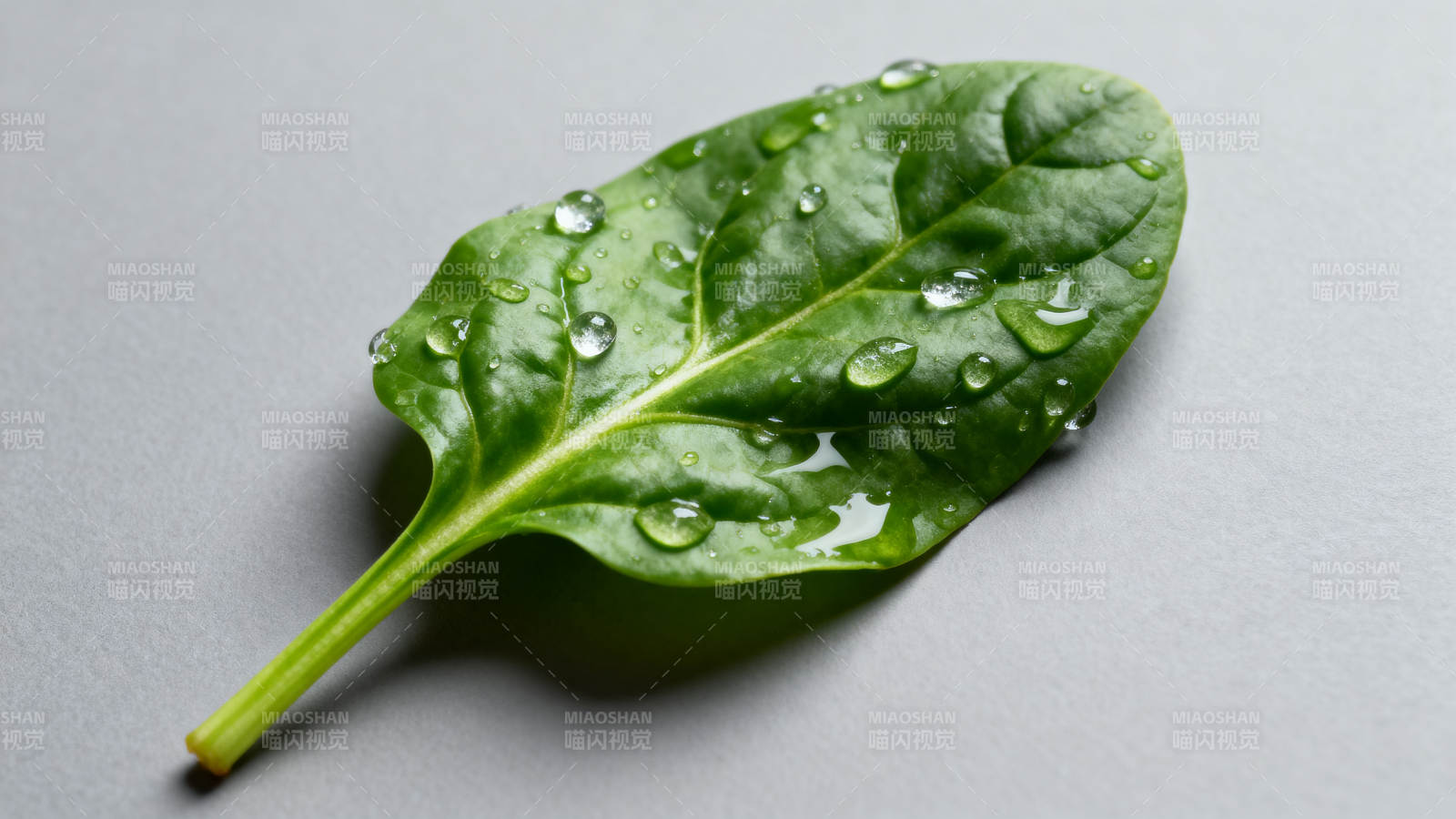 水珠点缀绿叶图片