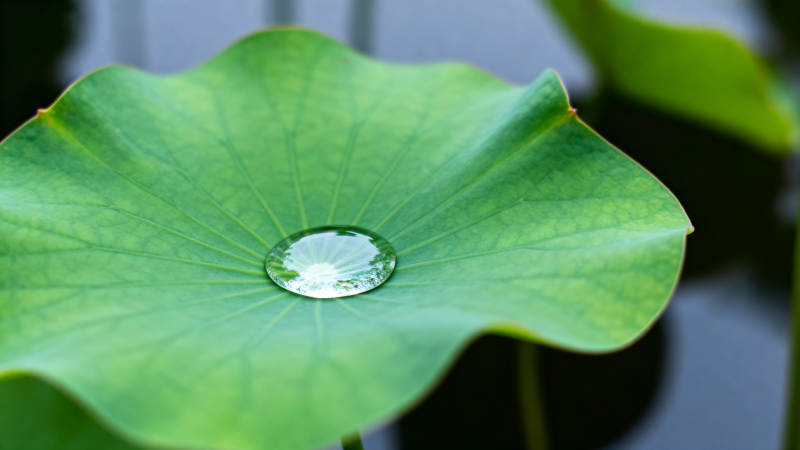 荷叶上的水珠图片