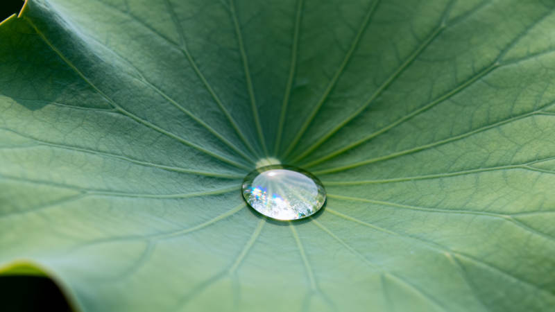 荷叶上的露珠图片