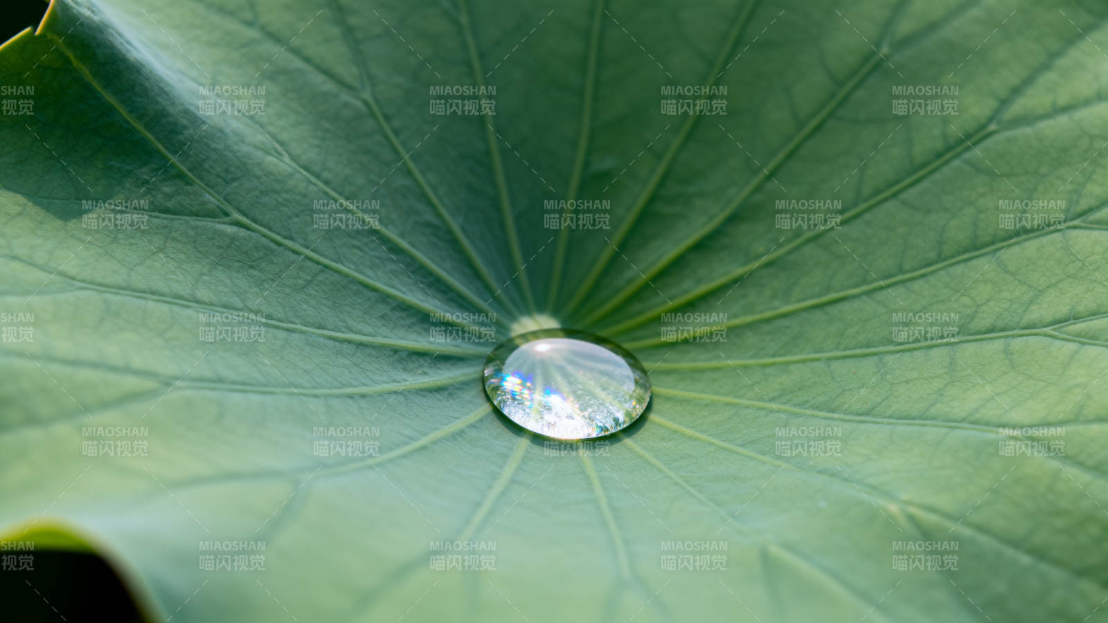 荷叶上的露珠图片