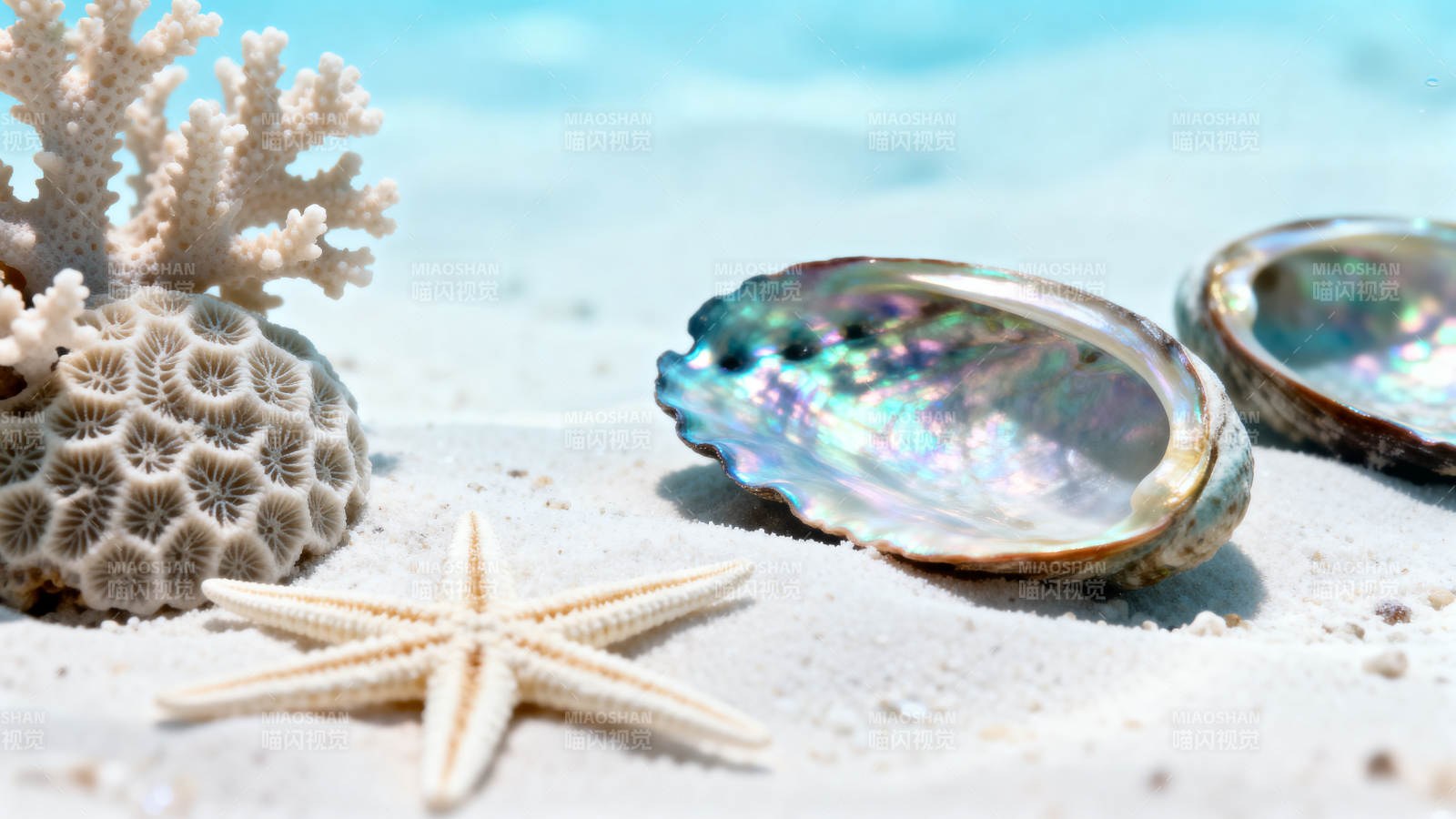 沙滩上的贝壳与海星图片