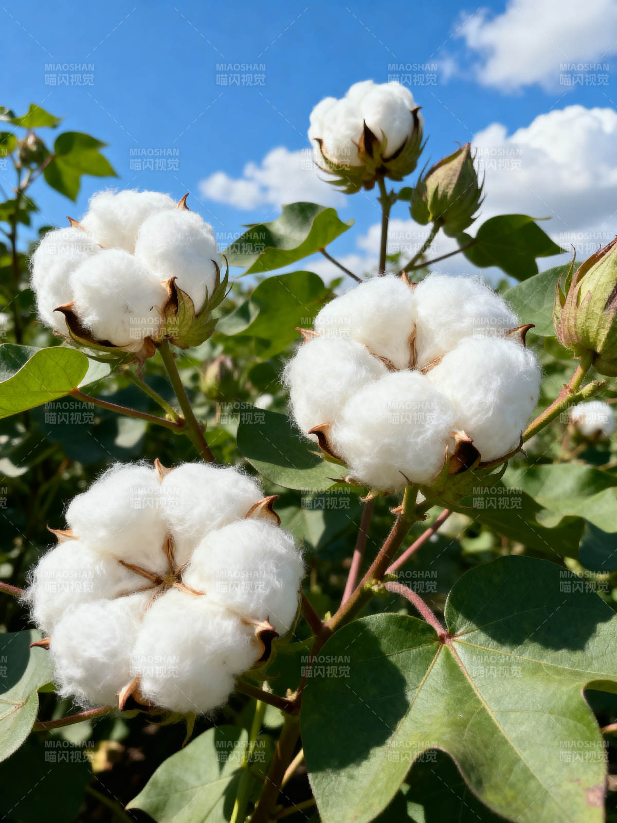 棉花盛开图片