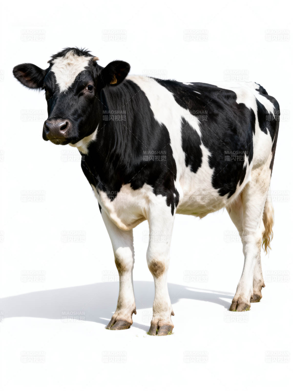 黑白奶牛站立图图片