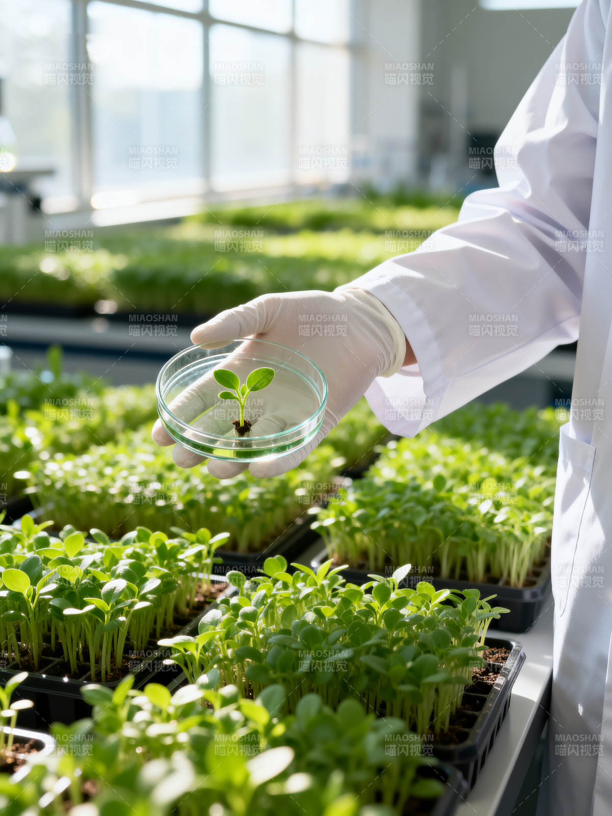 实验室育苗研究图片