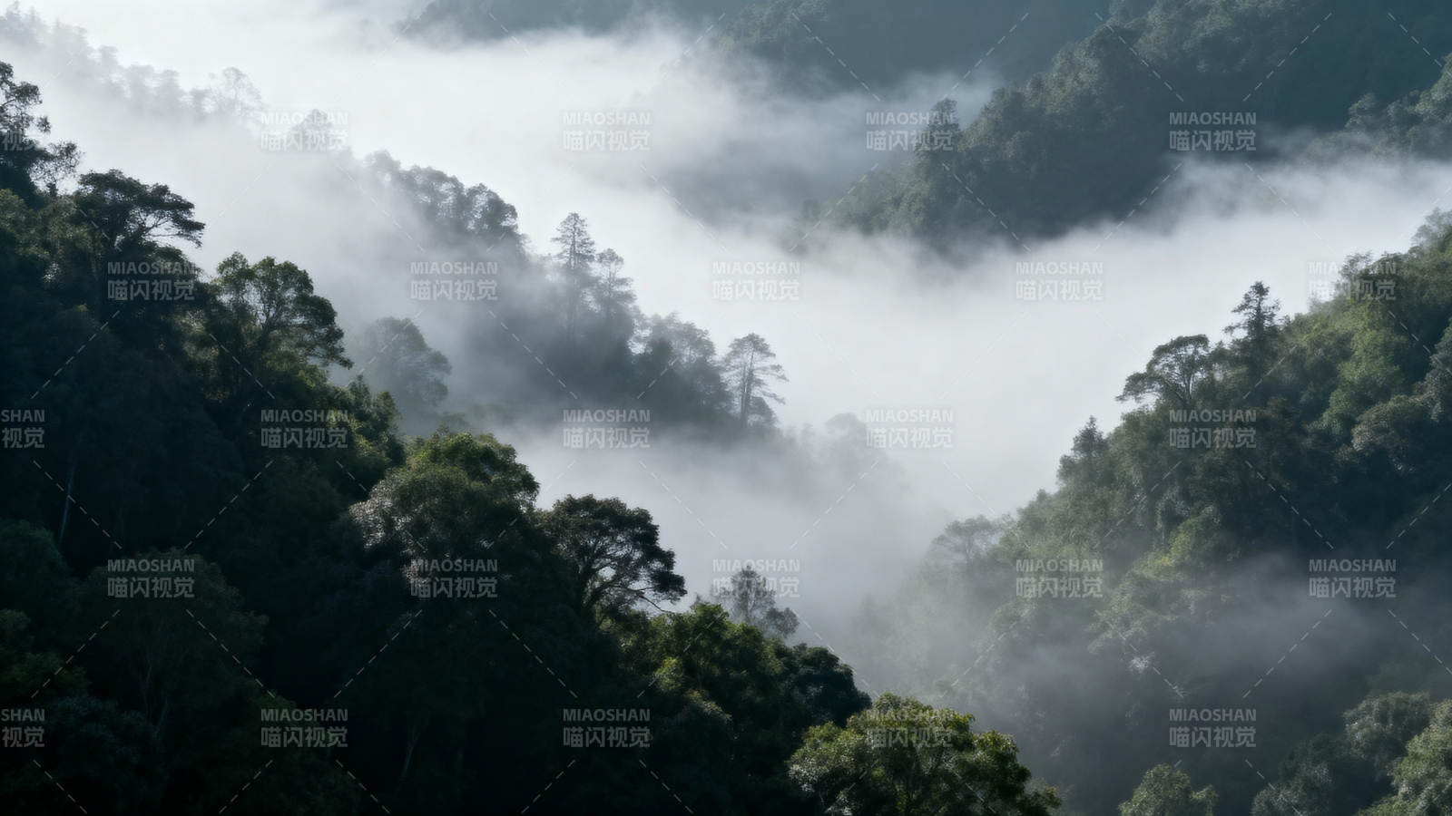 云雾缭绕山林间图片