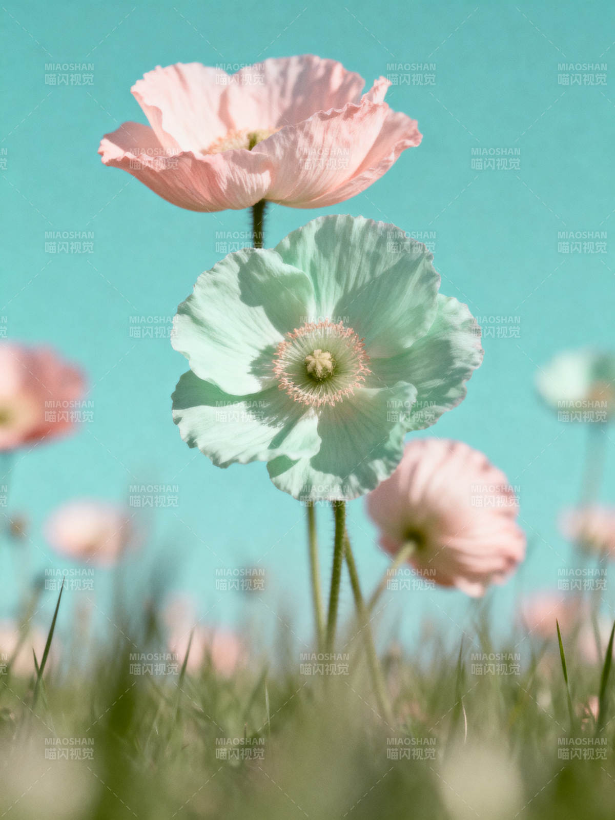 粉绿罂粟花绽放图片