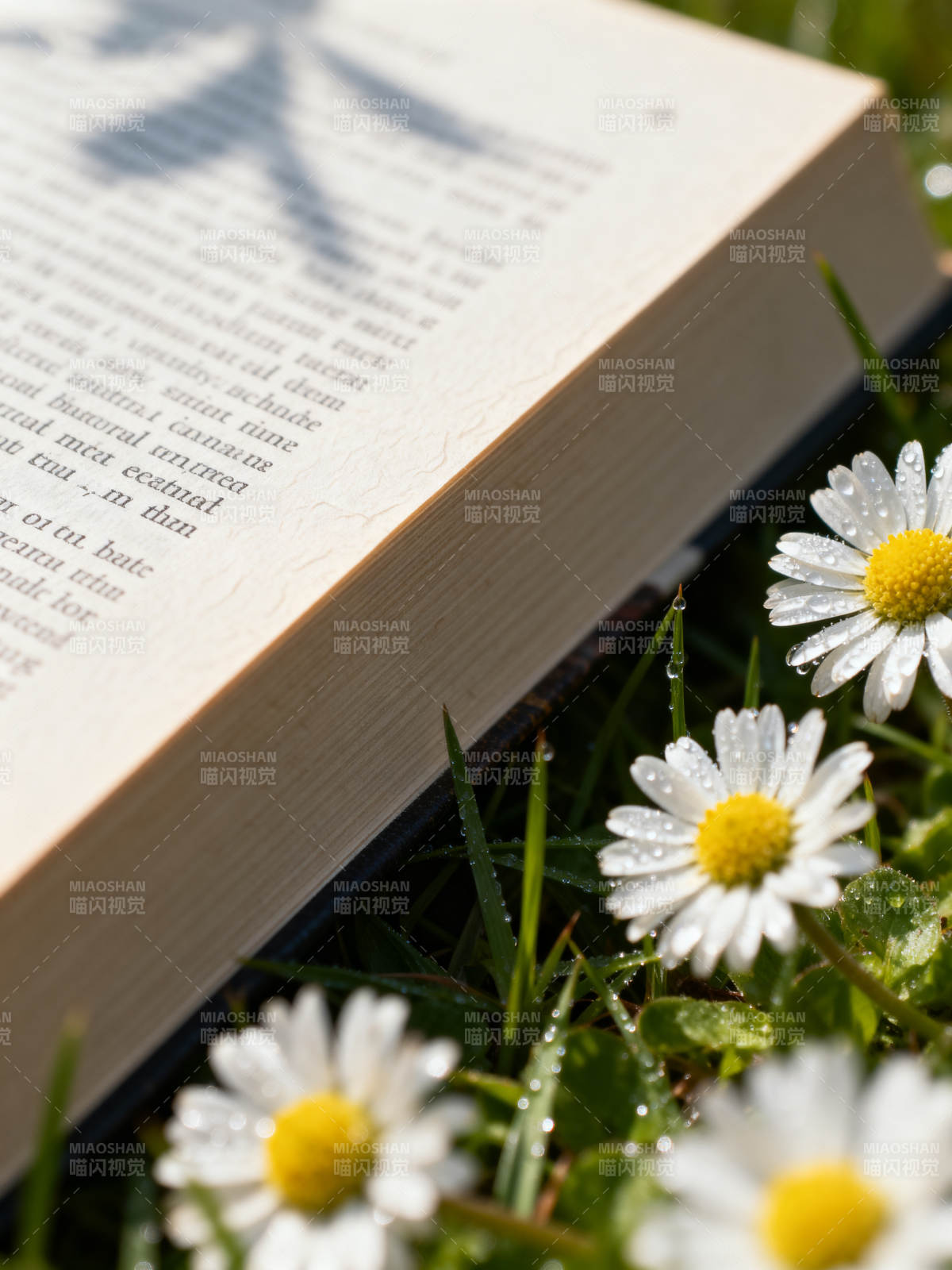 书页与雏菊的静谧图片