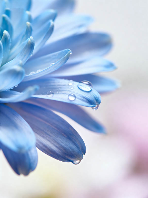 蓝花上的水珠图片