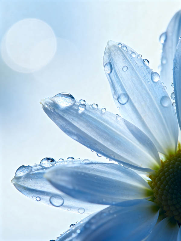 露珠轻吻花瓣图片