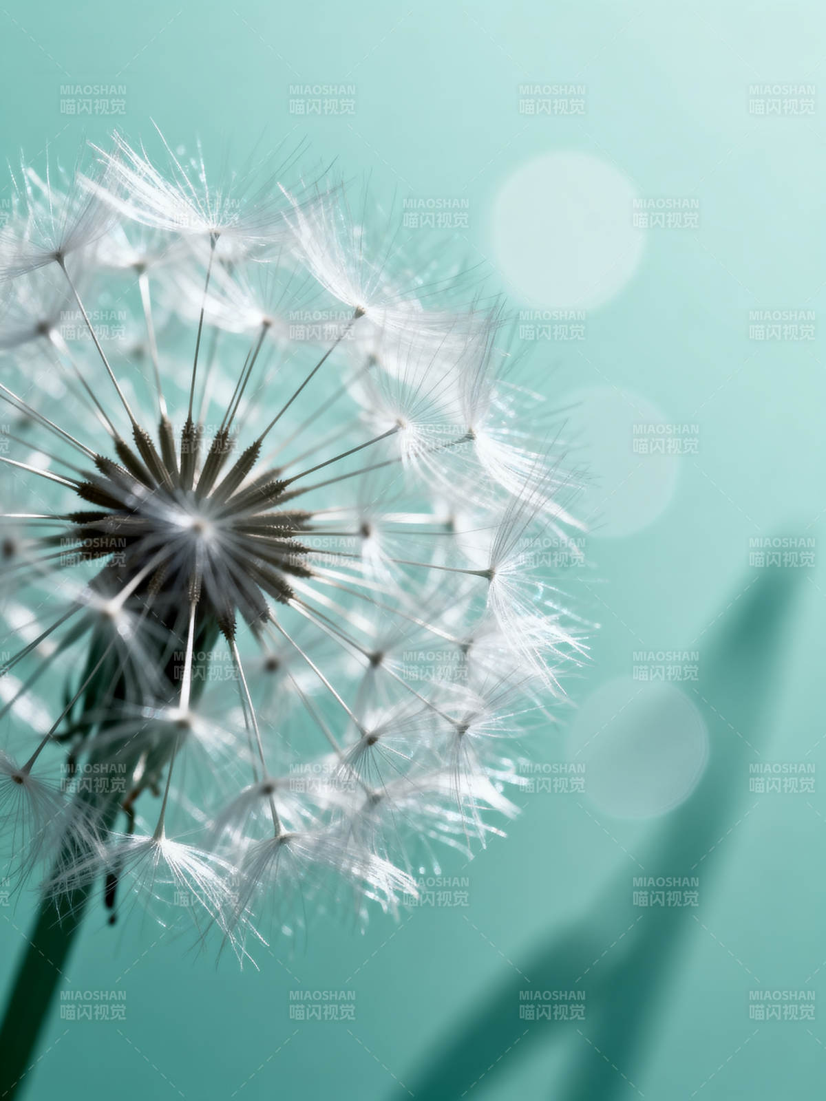 蒲公英的轻盈飘散图片