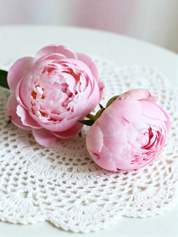 粉嫩牡丹静谧美图片