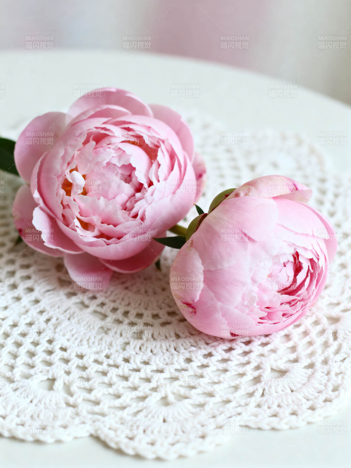 粉嫩牡丹静谧美图片