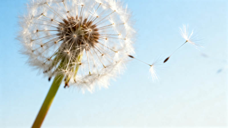 蒲公英随风飘散图片