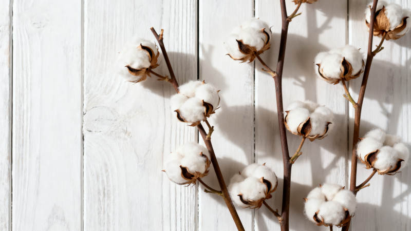 棉花枝头绽放图片