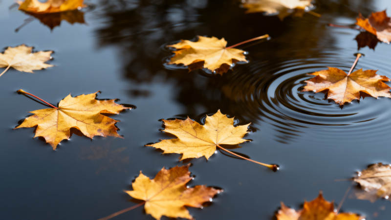 秋叶浮水涟漪图片