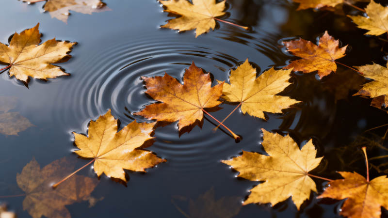秋叶浮水涟漪图片