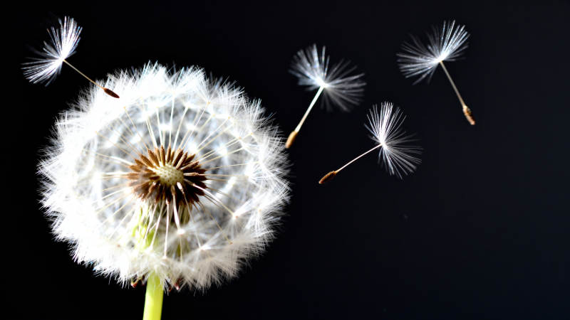 蒲公英飘散图片