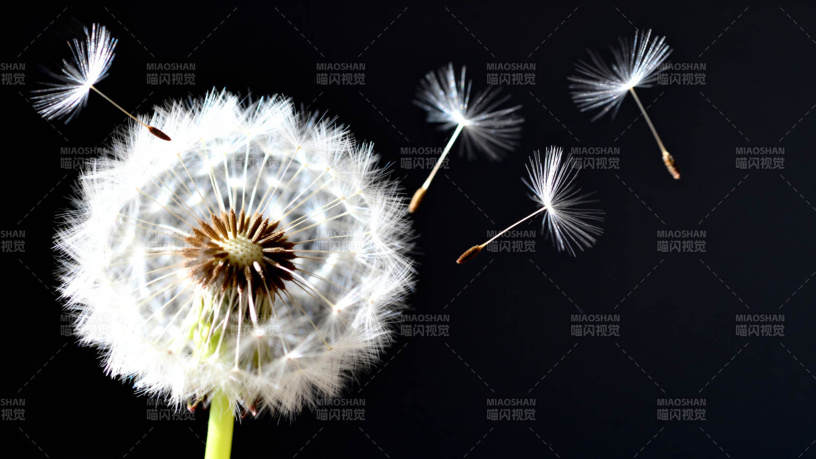 蒲公英飘散图片