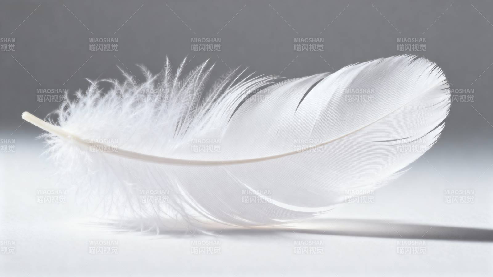 洁白羽毛静躺图片