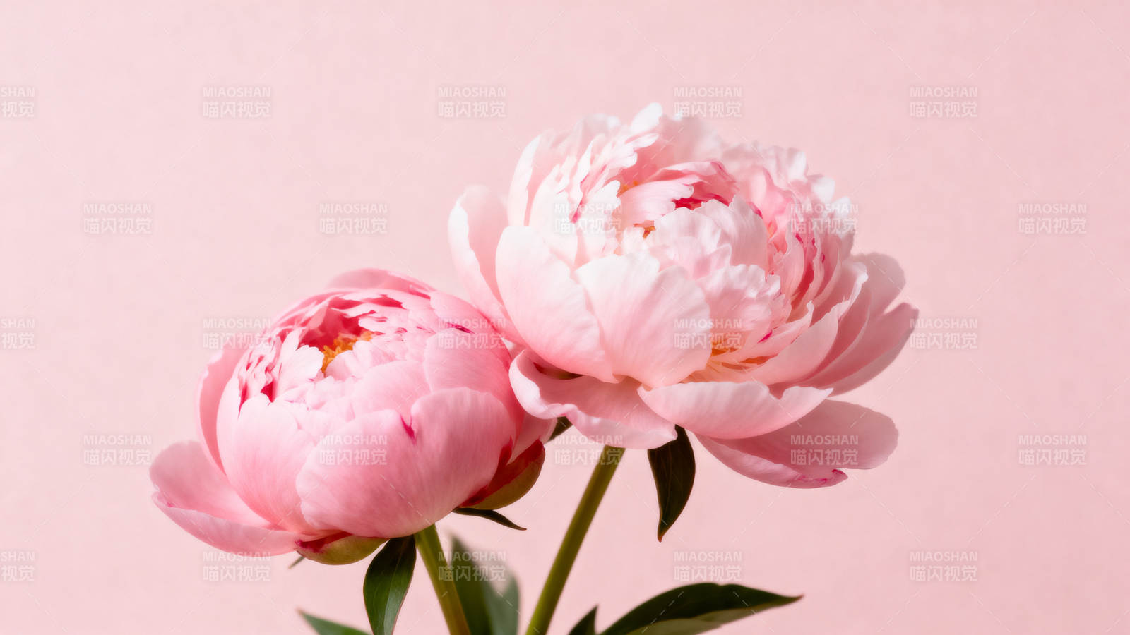 粉嫩牡丹绽放图片