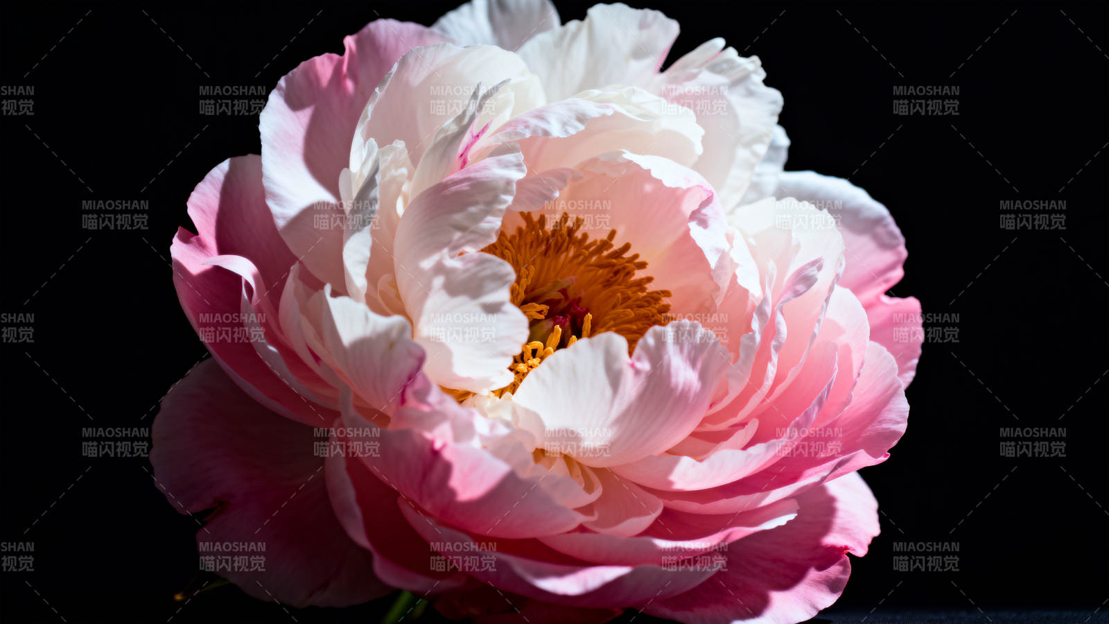 粉白牡丹绽放图片