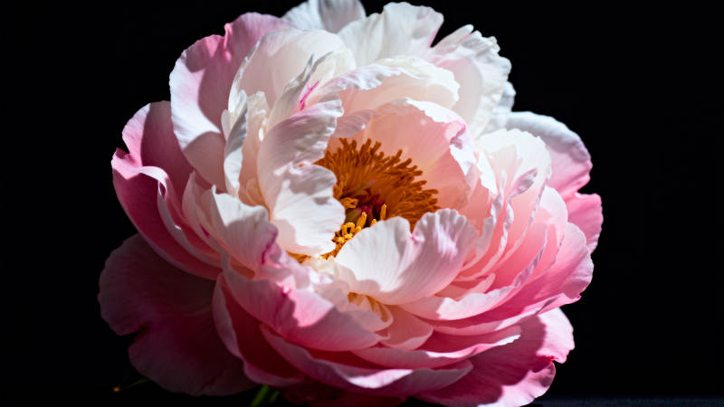 粉白牡丹绽放图片