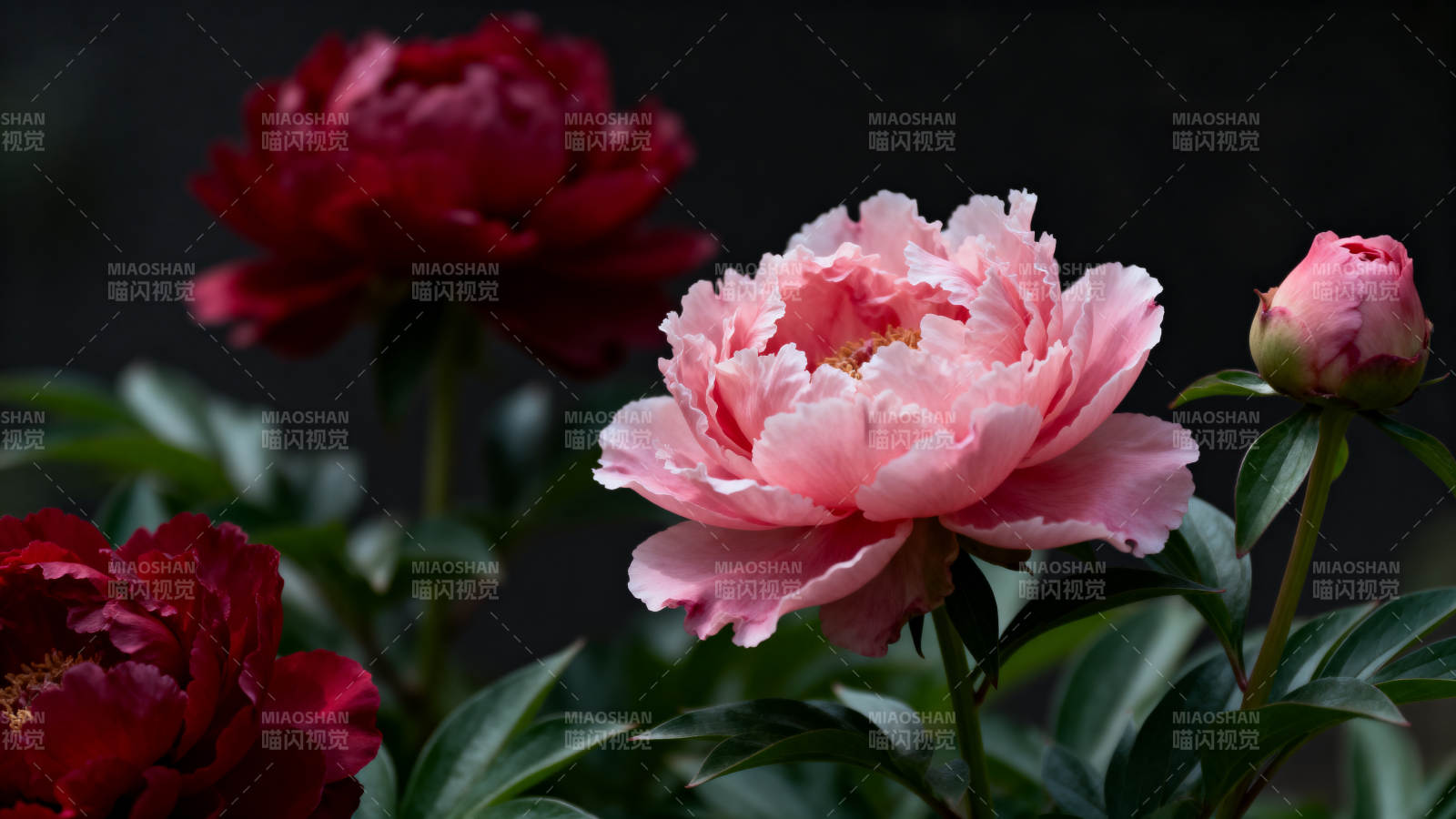 牡丹绽放 娇艳欲滴图片