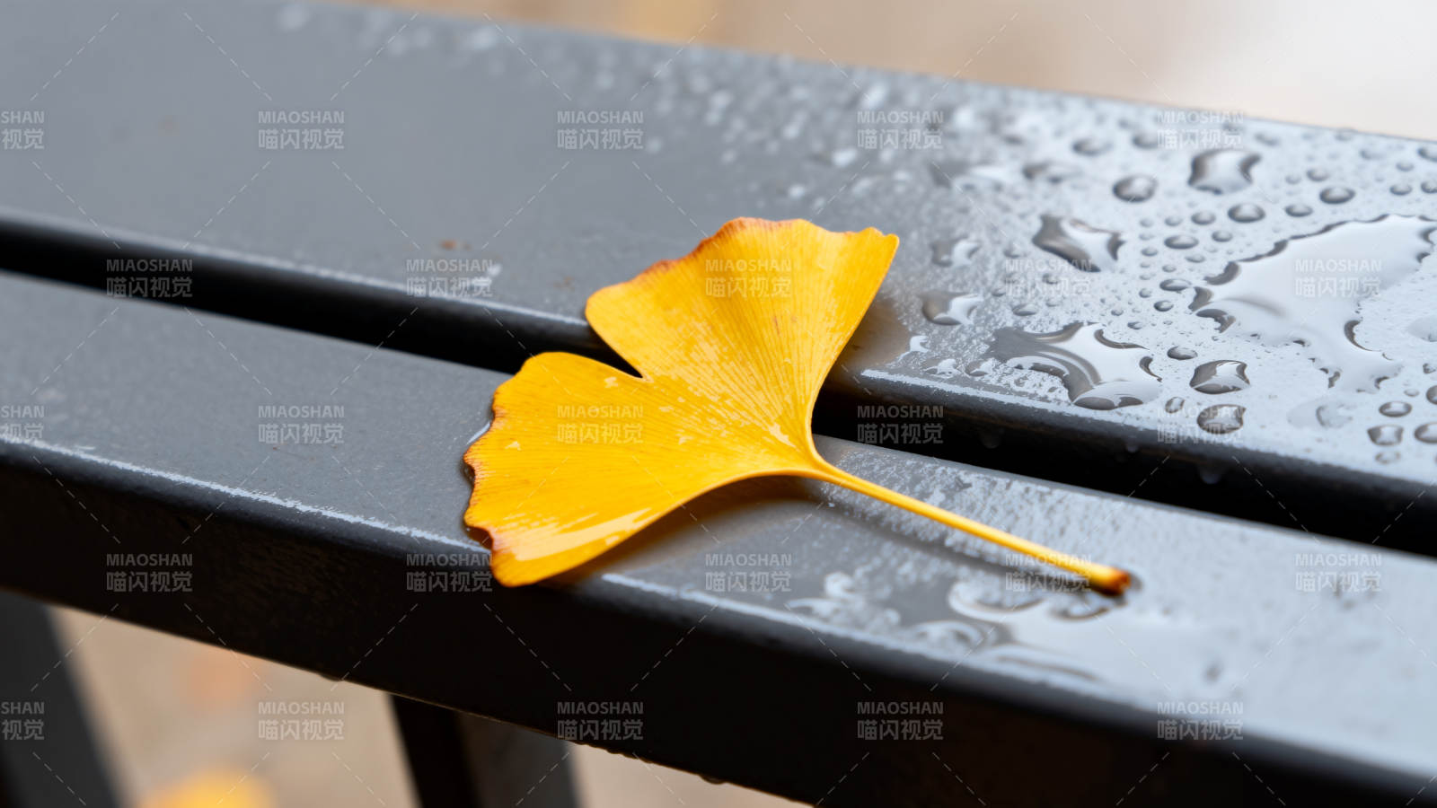 秋叶静卧湿椅图片