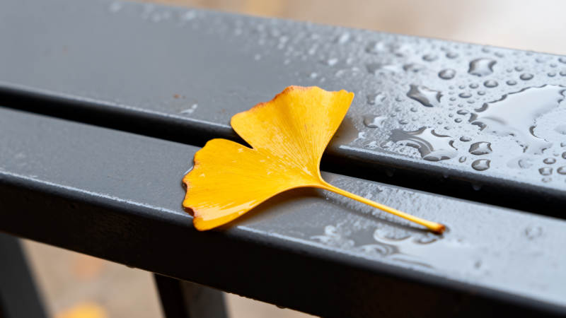 秋叶静卧湿椅图片