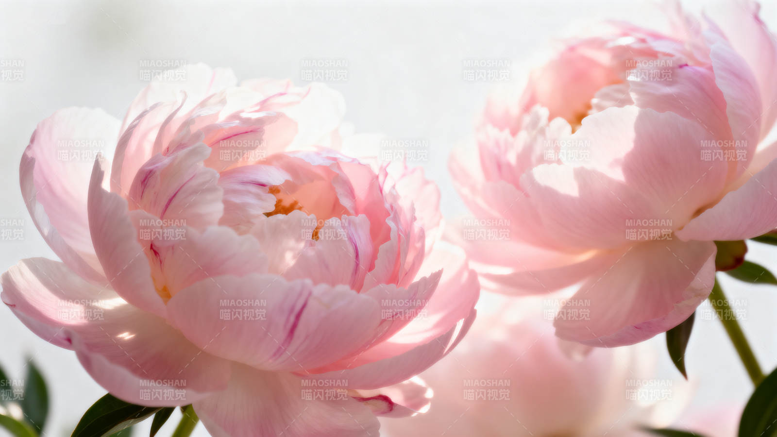 粉嫩牡丹绽放图片