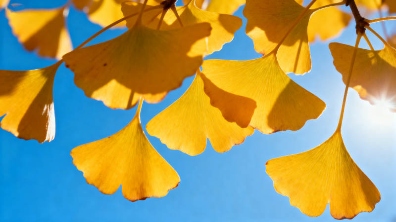 银杏叶映蓝天图片