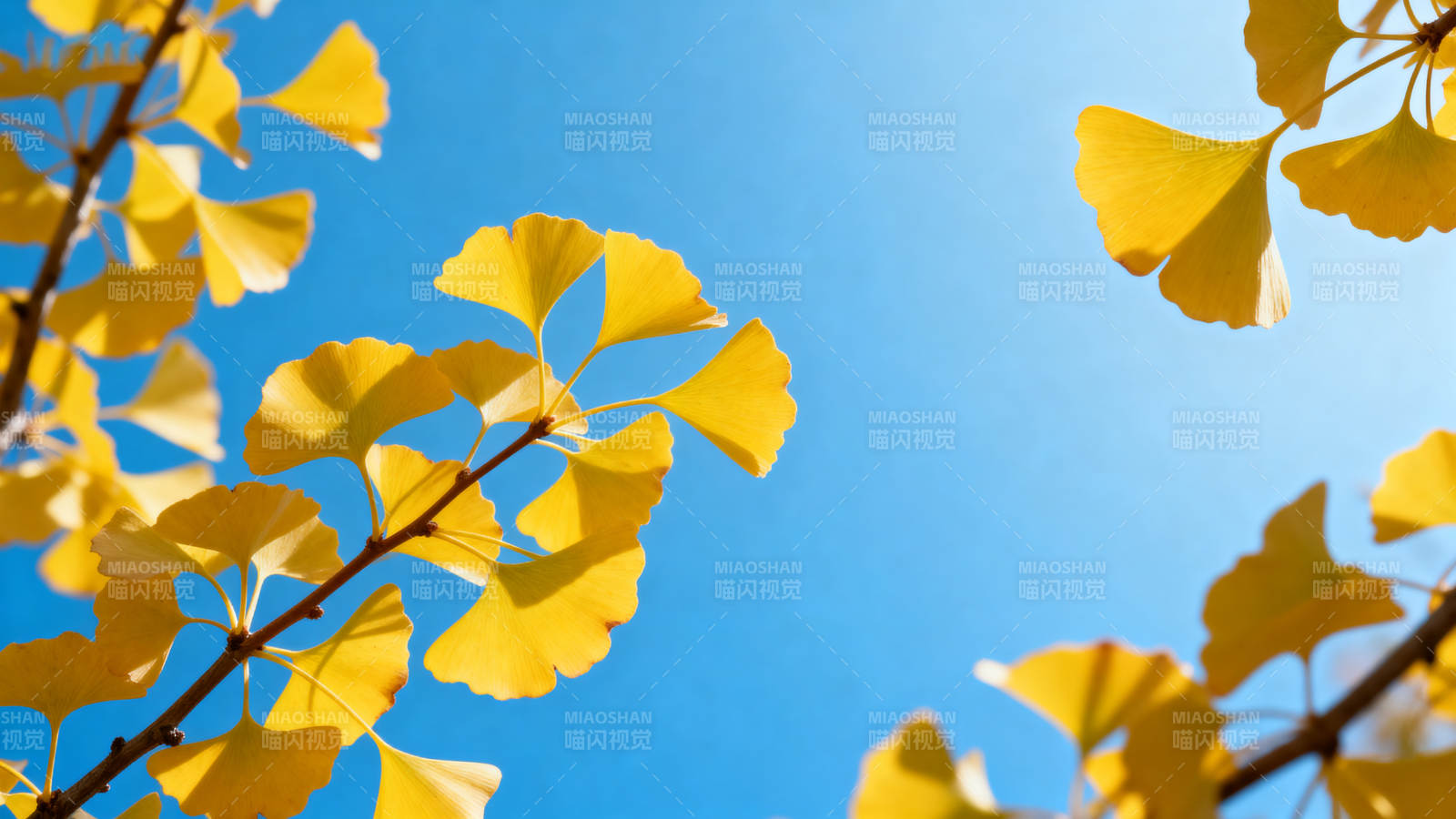 银杏叶黄映蓝天图片