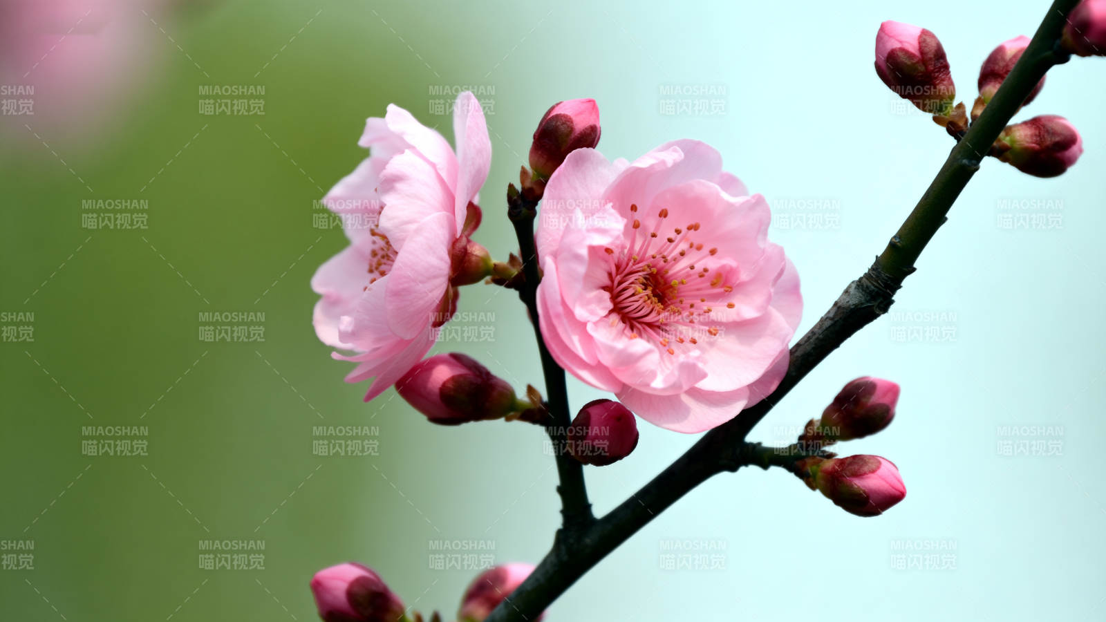 樱花绽放枝头图片