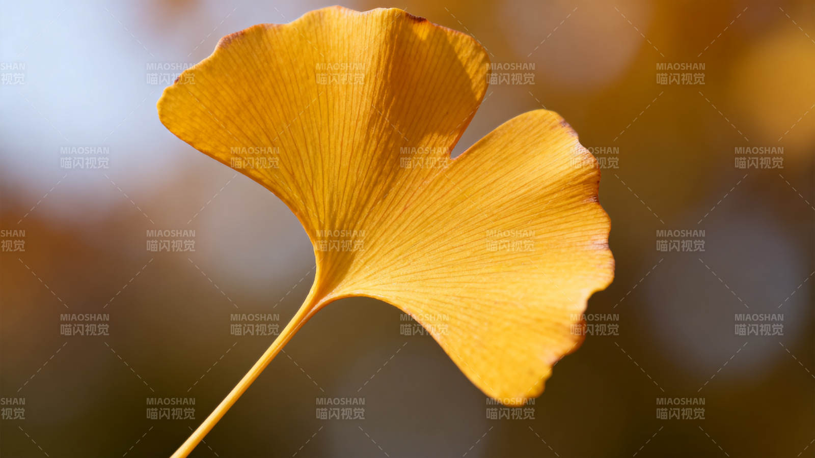 银杏叶秋色图片