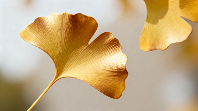 银杏叶的秋日之美图片