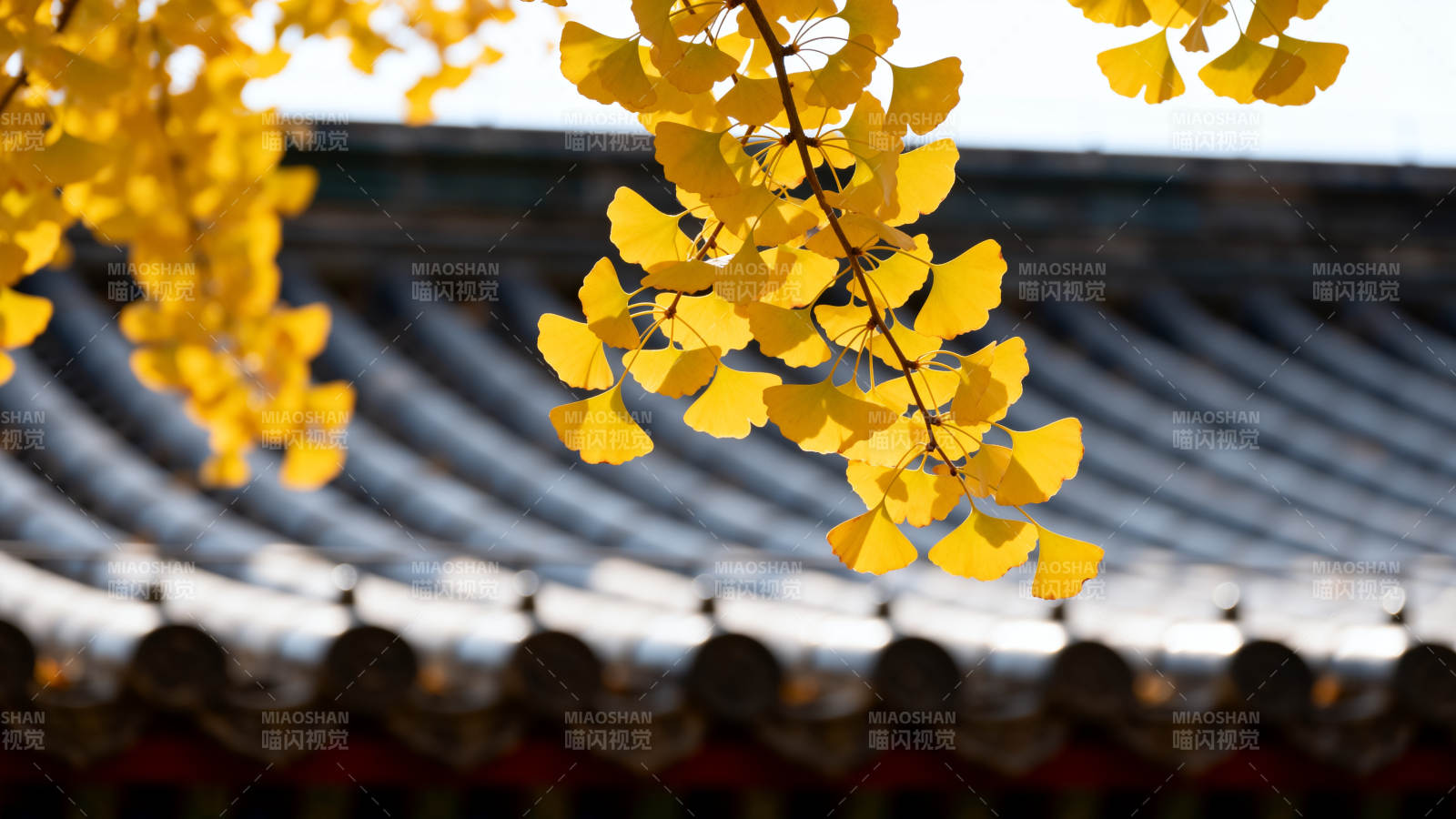 银杏叶映古檐图片