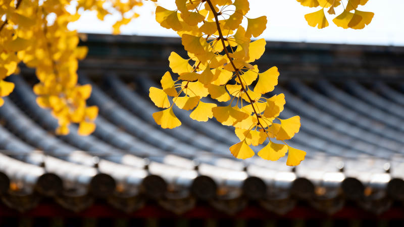 银杏叶映古檐图片