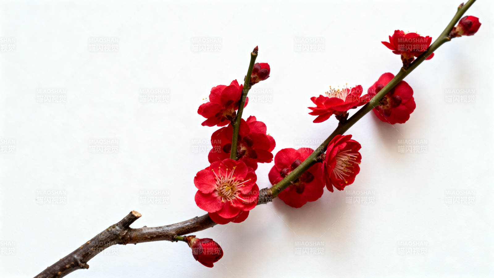红梅绽放枝头图片