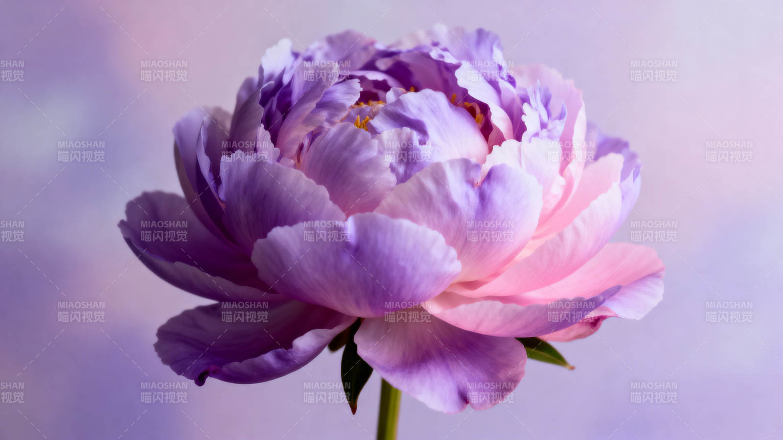 紫粉色牡丹绽放图片