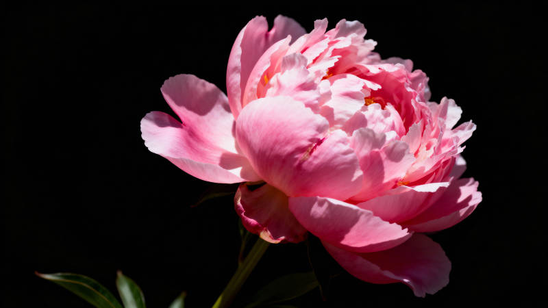 粉红牡丹绽放图片