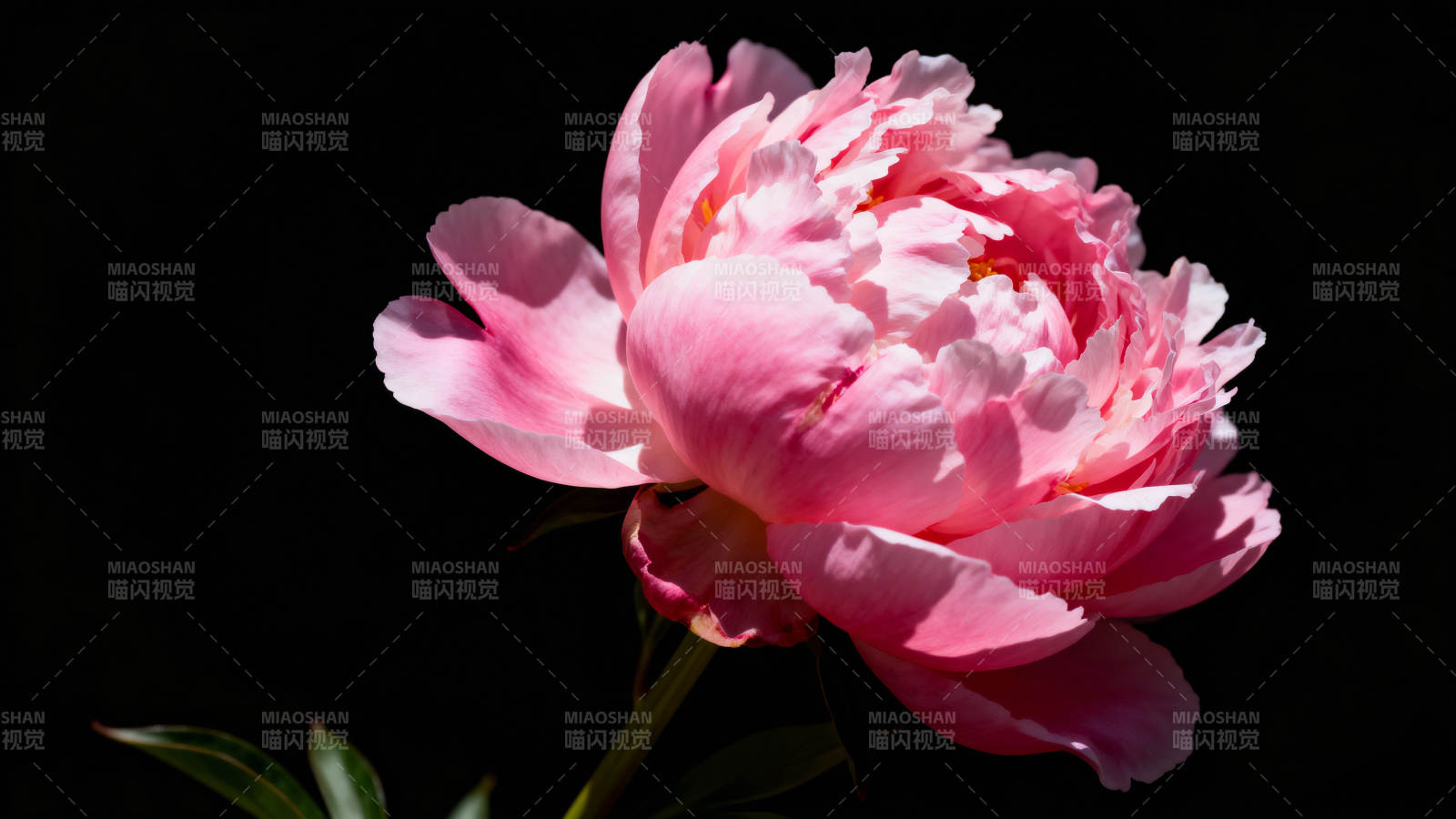 粉红牡丹绽放图片