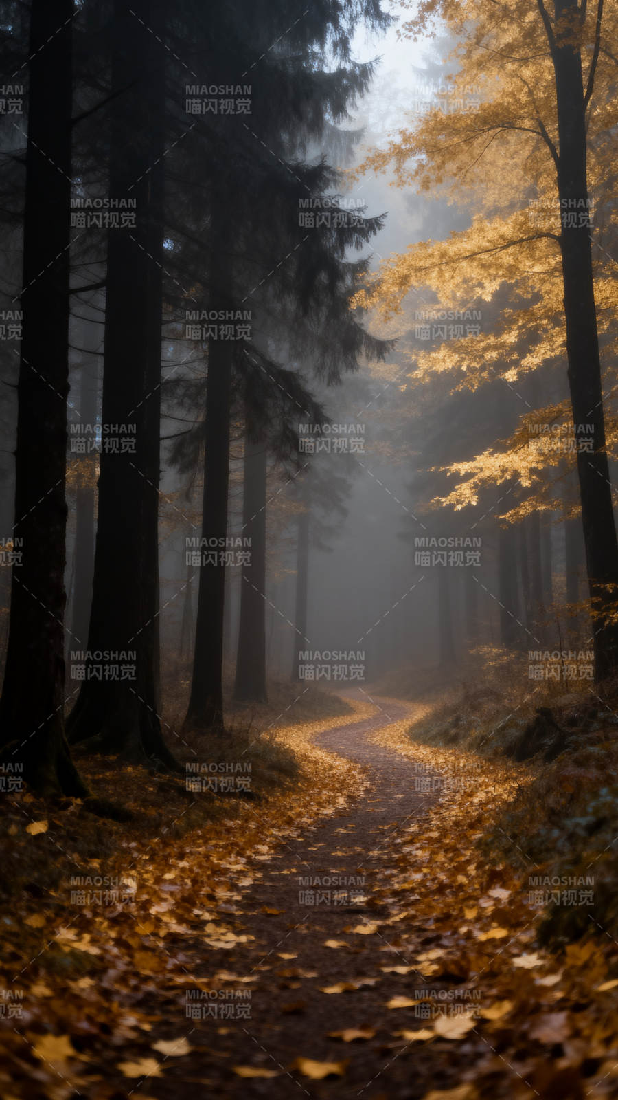 秋雾林径图片