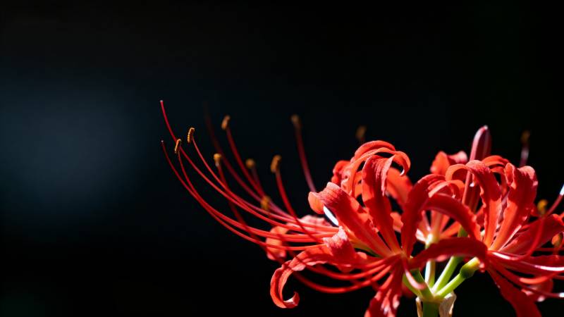 彼岸花绽放图片